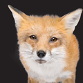 MS DIM FOX