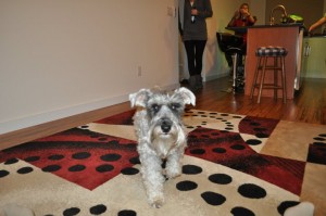 Schnauzer