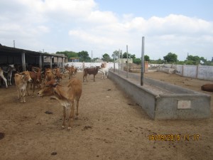 Cattle Shelter