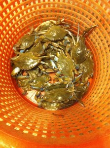 I really enjoy having the freshest ingredients! You cannot beat catching live Blue Claw crabs in Barnegat Bay! 