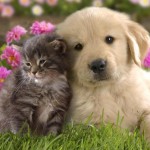 Puppy_love